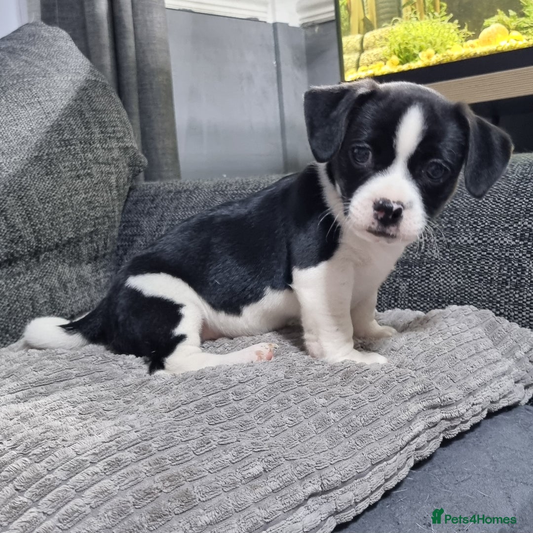 Jack Russell dogs for sale: Jack Russell Pups (ready 24th July) - Image 16