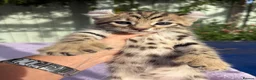 Keetso cats for sale: Stunning wild looking polydactyl curl ear keetsos  - Advert 24