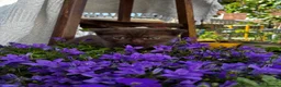 Scottish Fold cats for sale: 5 Scottish Fold Kittens for sale - Advert 11