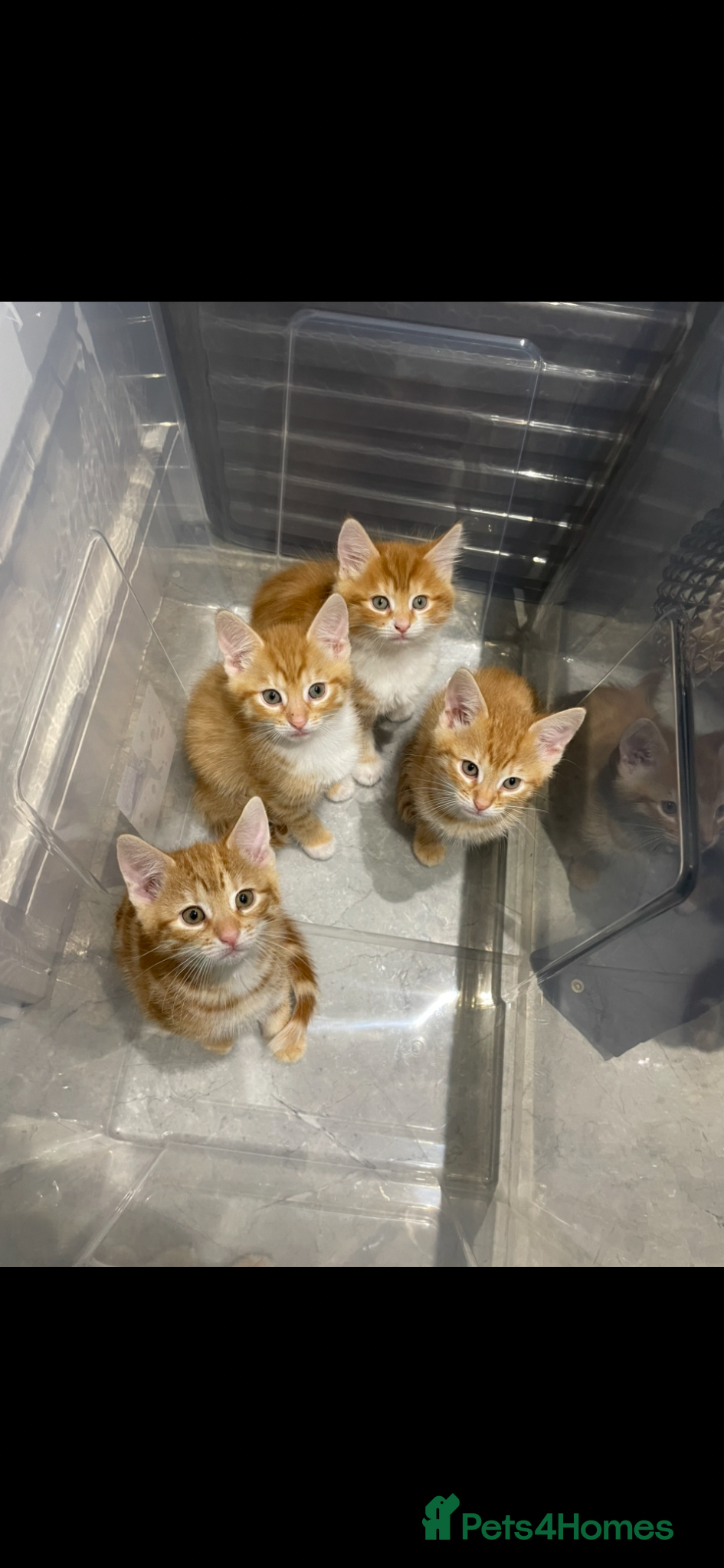 Mixed Breed cats Two beautiful ginger kittens ready for new homes  - Advert 8