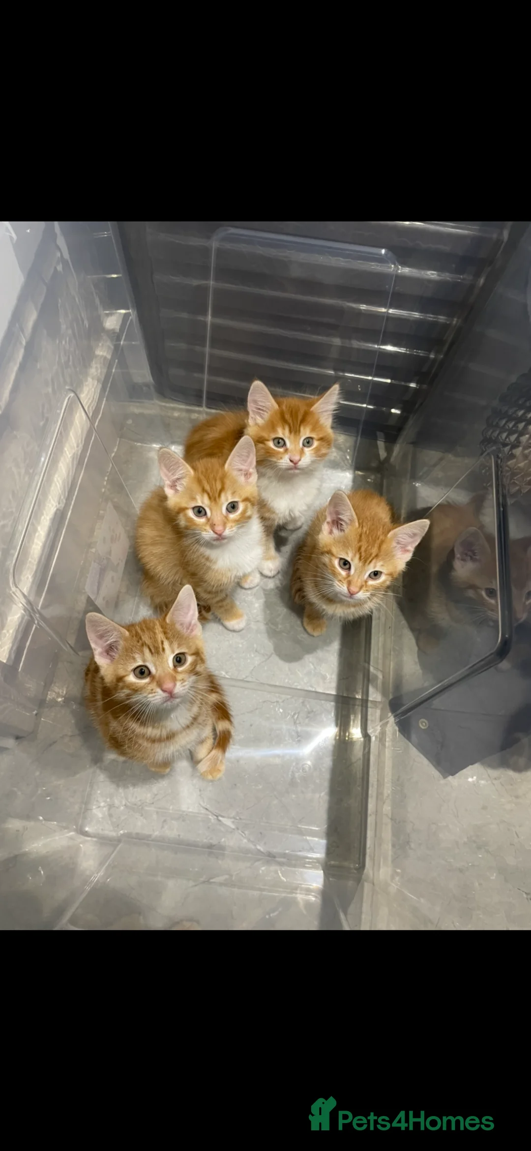 Mixed Breed cats for sale: Two beautiful ginger kittens ready for new homes  - Advert 1