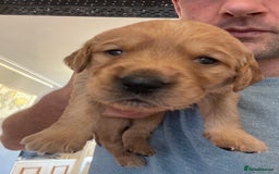 Golden Retriever dogs for sale: Working Golden Retriever Puppies  - Image 8