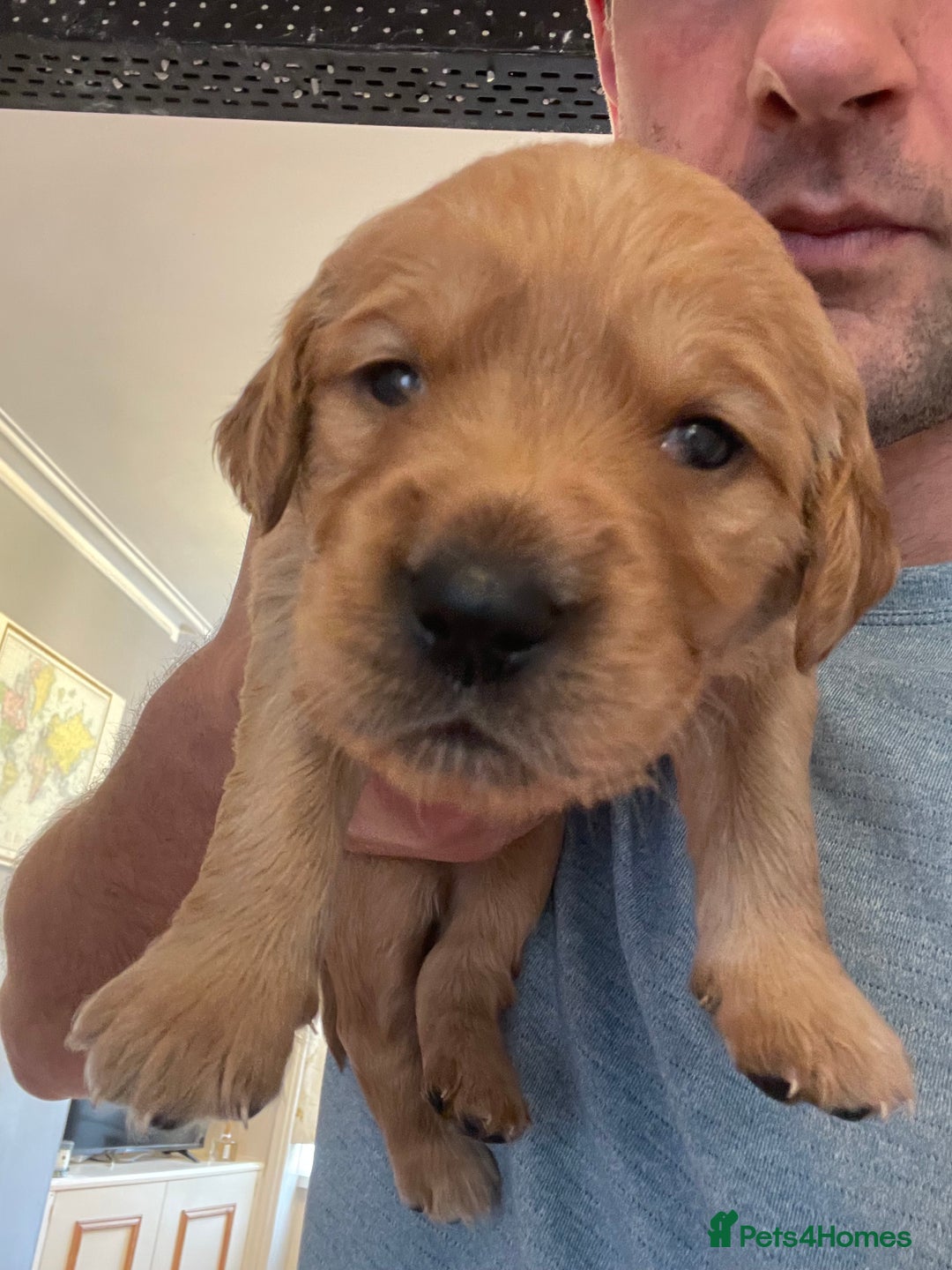 Golden Retriever dogs for sale: Working Golden Retriever Puppies  - Image 8