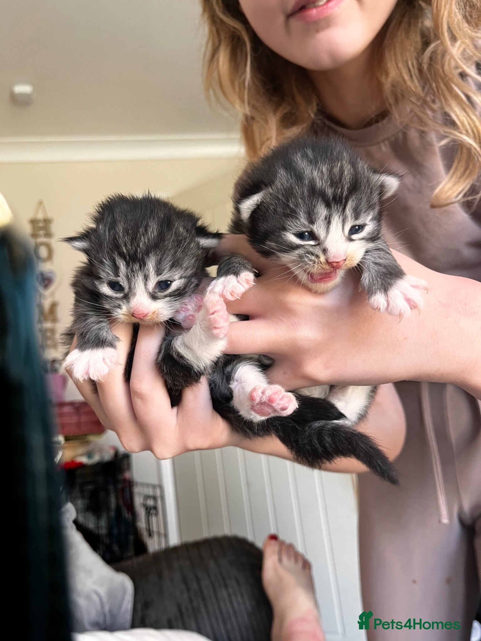 British Longhair cats Tabby half British long hair to domestic short  - Advert 2