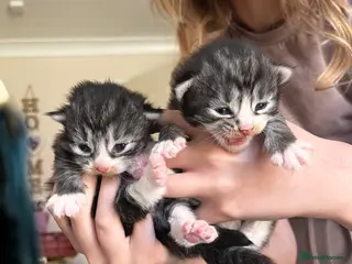 British Longhair cats Tabby half British long hair to domestic short - Advert 2