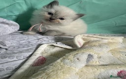 Ragdoll cats for sale: Beautiful Ragdoll Kittens, GCCF & Tica Registered - Image 27