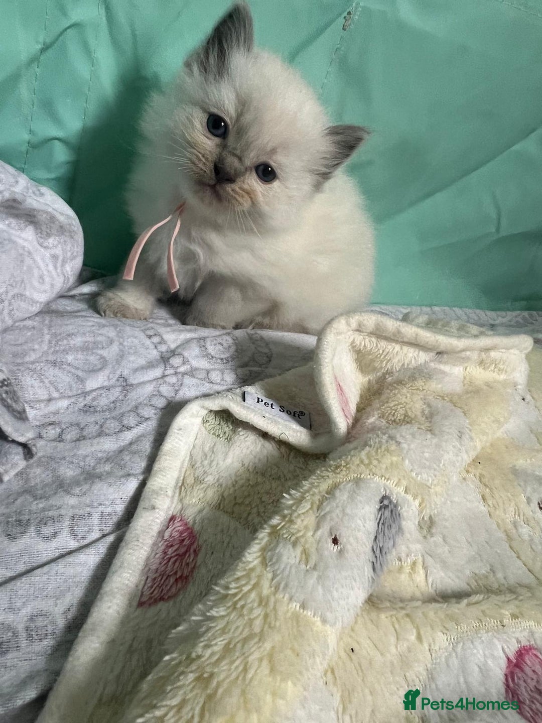 Ragdoll cats for sale: Beautiful Ragdoll Kittens, GCCF & Tica Registered - Image 27