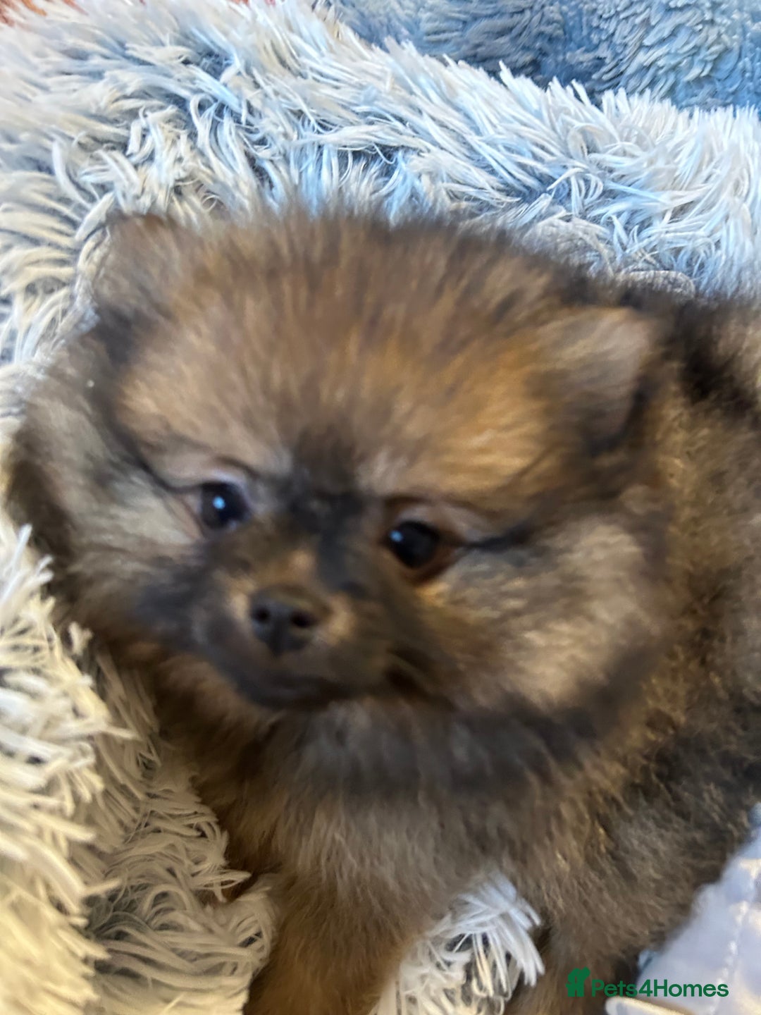 Pomeranian dogs for sale: Stunning puppy bright and funny 🤣  - Advert 2