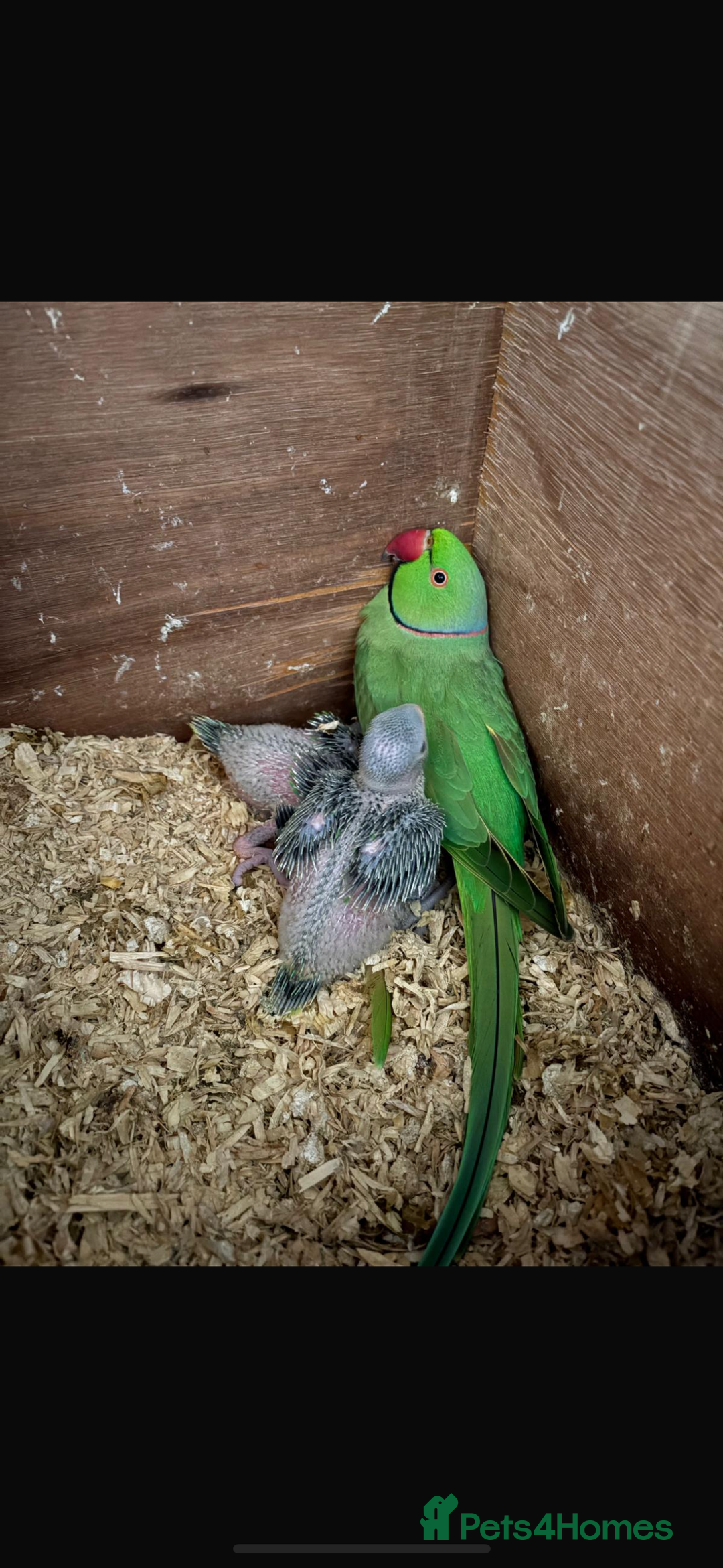 Ringnecks birds for sale: Baby ringneck for sale - Advert 8