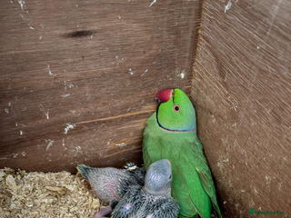 Ringnecks birds ringneck for sale - Advert 7