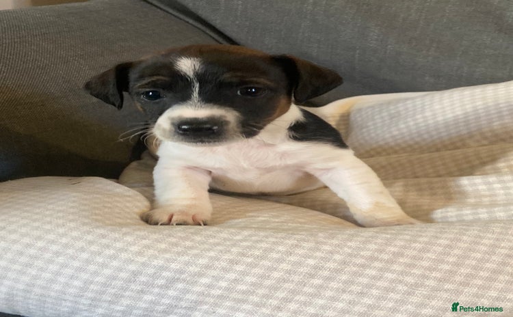 Jack Russell dogs Stunning Jack Russell Puppies - Advert 2