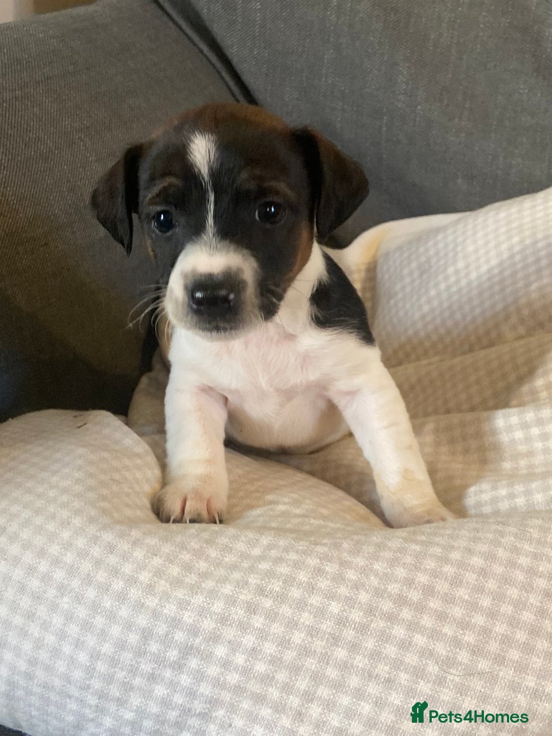 Jack Russell dogs for sale: Stunning Jack Russell Puppies - Advert 1