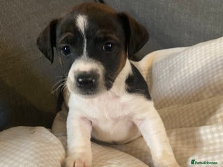 Jack Russell dogs for sale: Stunning Jack Russell Puppies - Advert 1