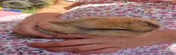 Mini Lion Lop rabbits for sale: 5 mini lion Lops ready to leave 23rd October - Advert 6