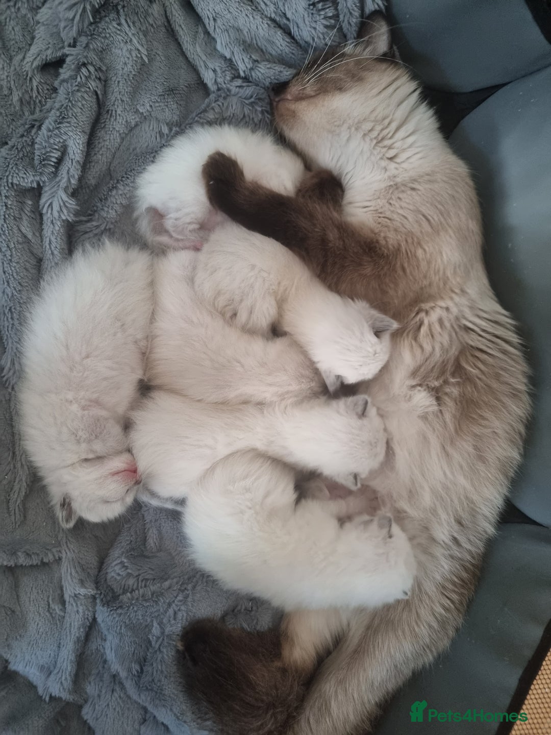 Ragamese cats for sale: Ragamese ragdoll siamese vaccinated, microchipped - Image 14