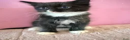 Mixed Breed cats for sale: Beautiful 9 week old kittens  - Advert 11