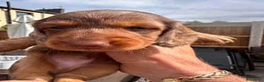 Miniature Dachshund 3