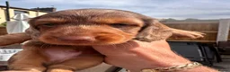 Miniature Dachshund dogs for sale: Miniature dachshund dapple in Warrington - Advert 10