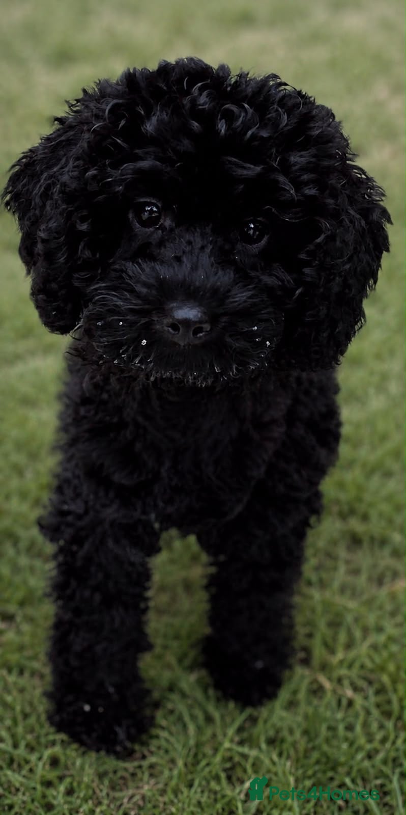 Cavapoo dogs Fully vaccinated 282 health test Clear🐾🩷 - Advert 1