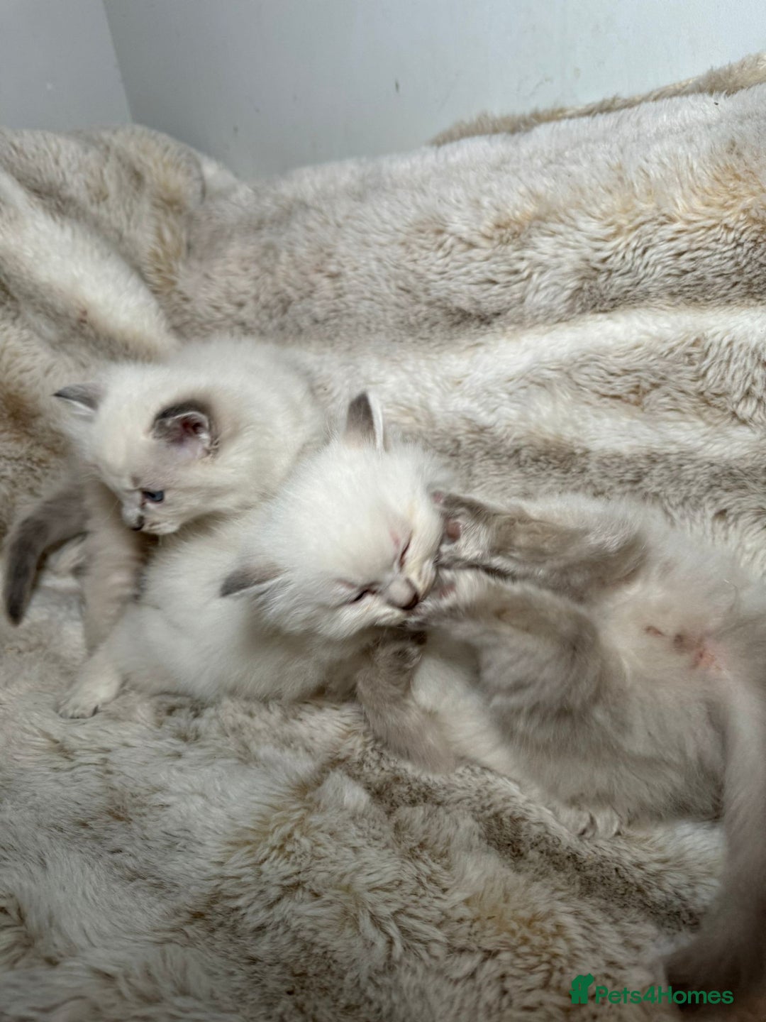 Ragdoll cats for sale: Ragdoll Chunky Boys!  - Advert 3