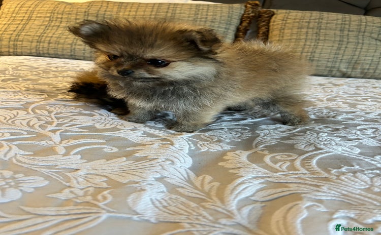 Pomeranian dogs - Advert 6