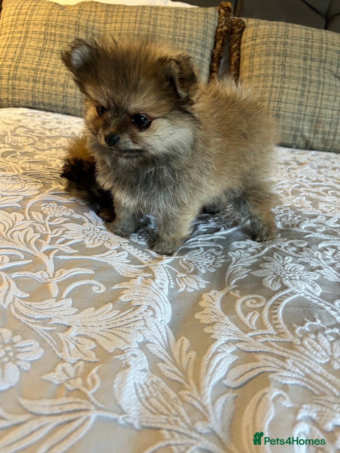 Pomeranian dogs for sale: Full Pomerianians X Small Breed - Image 1
