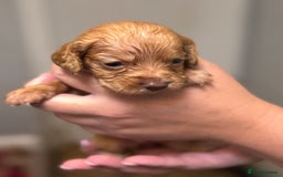Sprocker dogs for sale: Beautiful Sprockers - Image 10