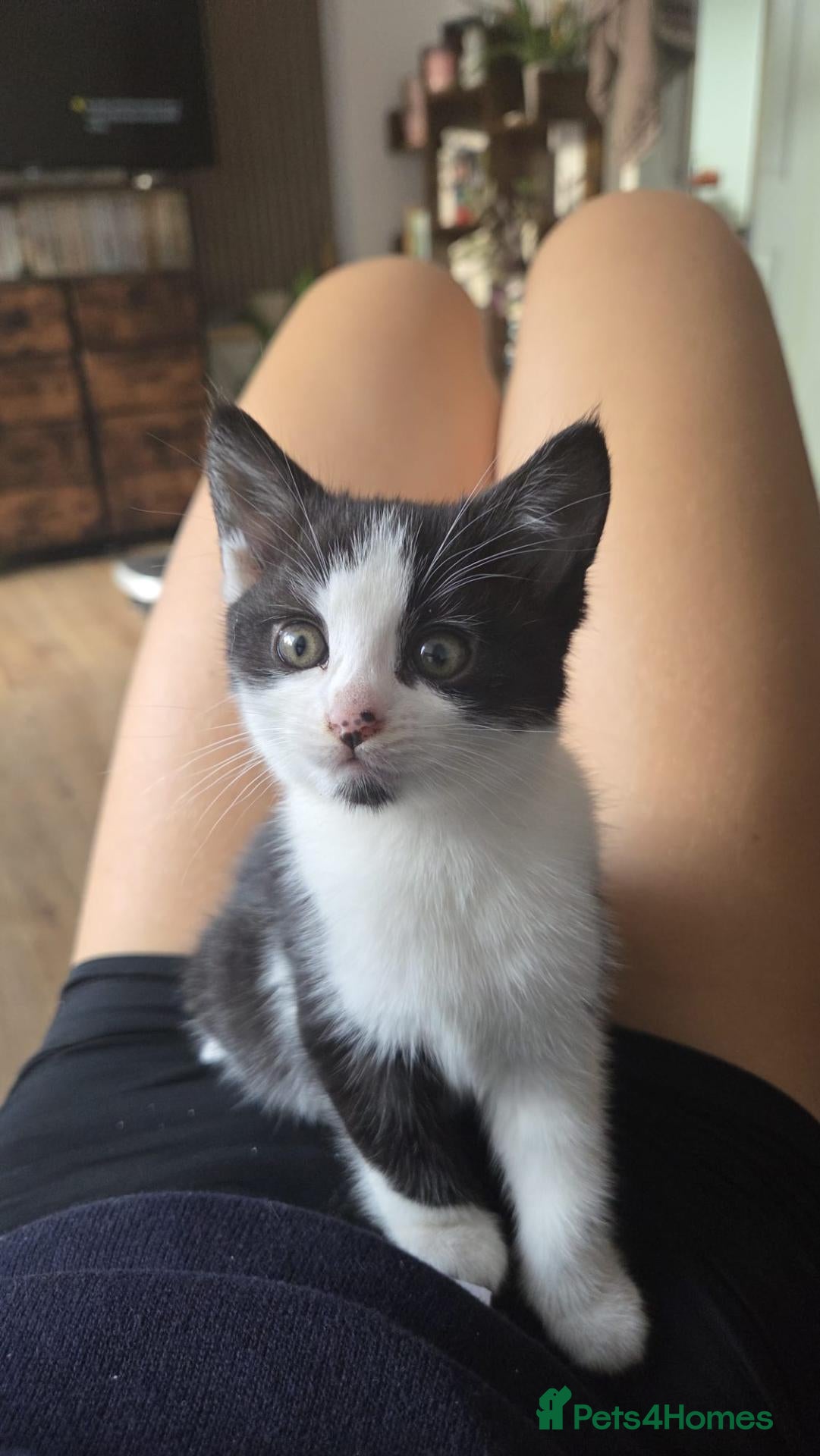 Mixed Breed cats for sale: 💗🐾3 Gorgouse Little Girl Kittens💗🐾 - Advert 1