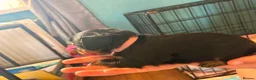 Mixed Breed dogs for sale: Dorkie puppies (dachshund X Yorkshire terrier) - Advert 7