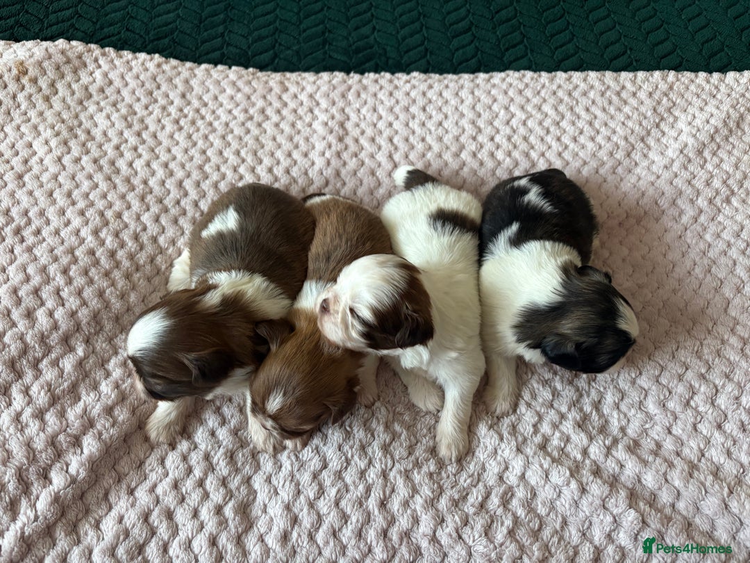 Shih Tzu dogs for sale: Shih tzu puppies from sale  - Advert 3