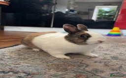 Netherland Dwarf rabbits for sale: Netherland x dutch rabbit “Meddle” - Image 1