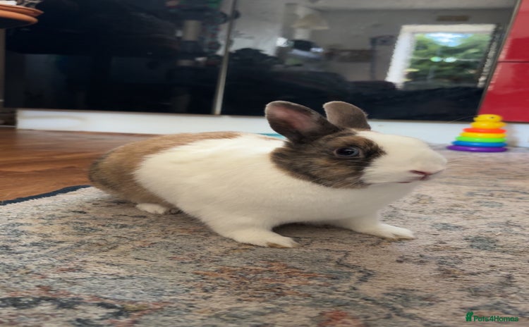 Netherland Dwarf rabbits - Advert 7