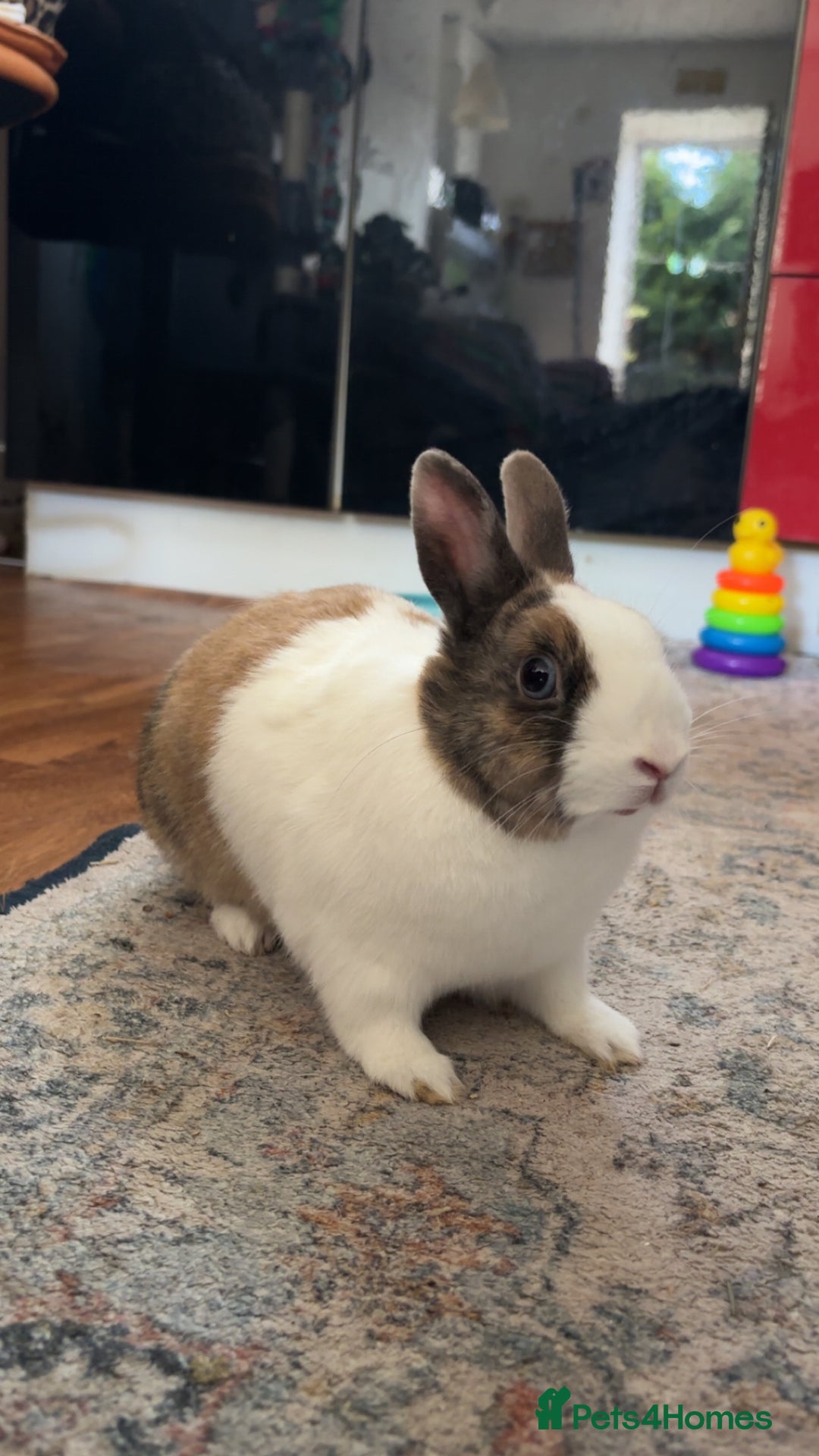 Netherland Dwarf rabbits for sale: Netherland x dutch rabbit “Meddle” - Image 1