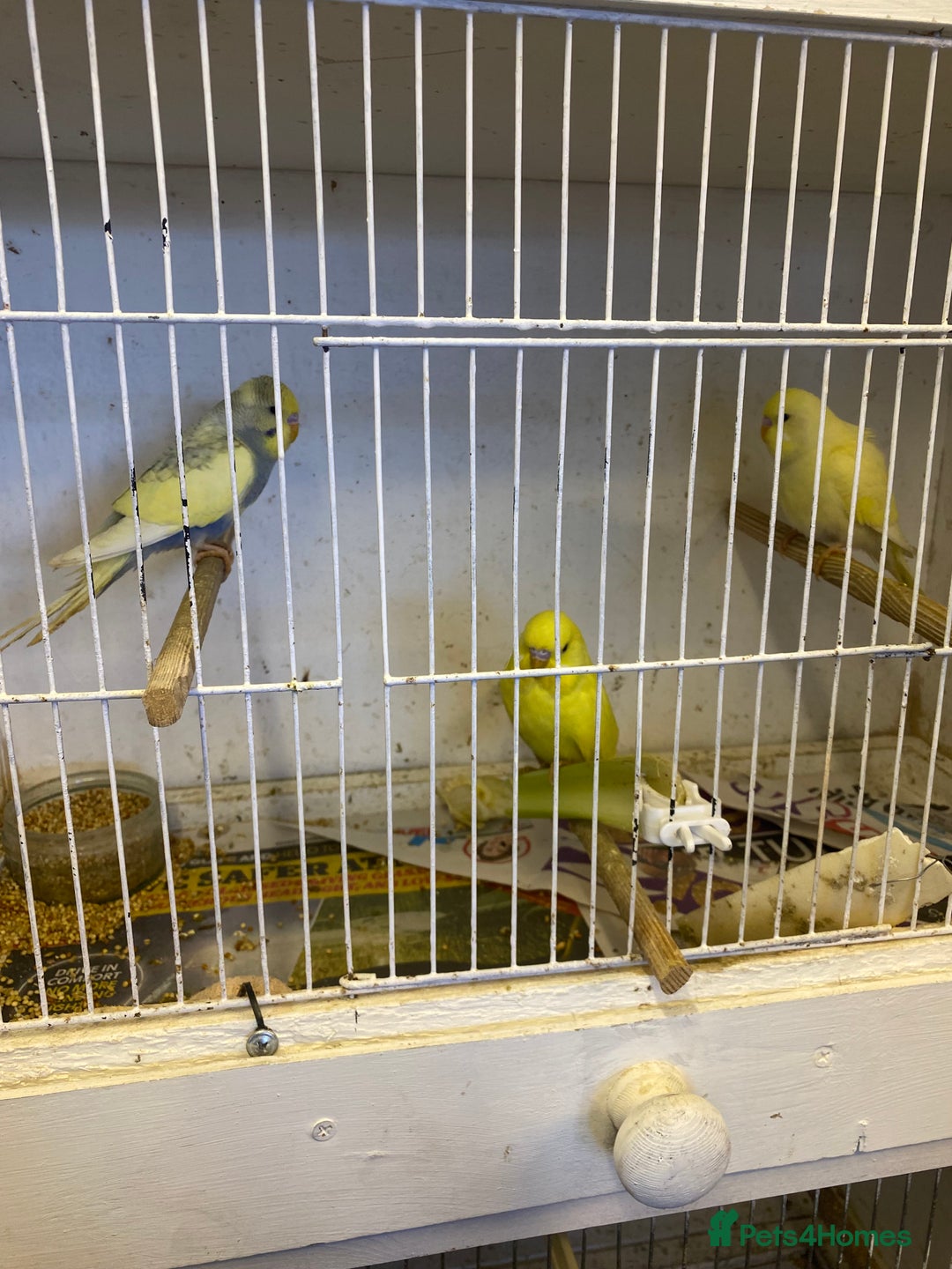 Budgerigars birds for sale: Baby budgies - Image 3