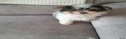 Mixed Breed dogs for sale: BEAUTIFUL POMCHON PUPS  FOR SALE - Advert 23