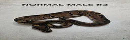 Python Snake reptiles for sale: Juvenile royal pythons ready to go  - Advert 7