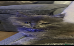 Maine Coon cats for sale: 5 beautiful maine coones  - Image 1