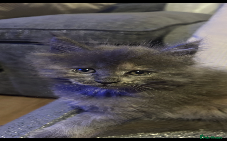 Maine Coon cats - Advert 8