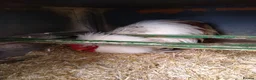 Chickens poultry for sale: Pekin Bantam Hatching Eggs For Sale Mixed Colours - Advert 8