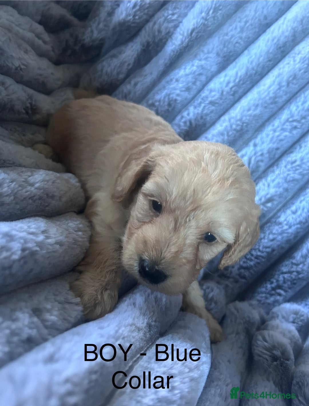 Cockapoo dogs for sale: GORGEOUS LITTER OF COCKAPOO’S - Advert 9