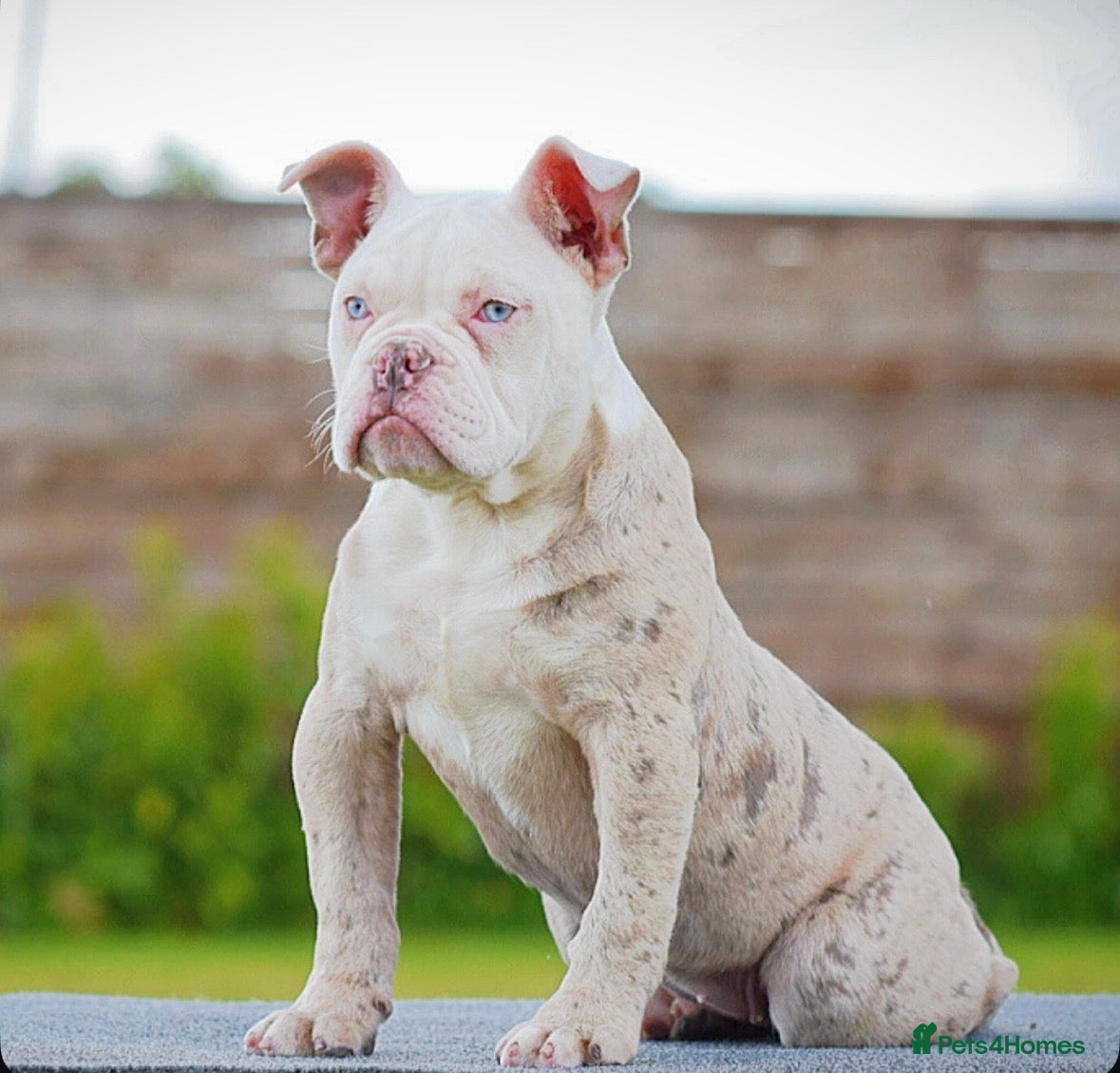 Old Tyme Bulldog dogs 23 YEARS, EXPERIENCE, 5 STAR RATED, LICENSED - Advert 3