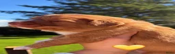 Nova Scotia Duck Tolling Retriever dogs for sale: OUTSTANDING LITTER OF NSDTR PUPS. - Advert 12