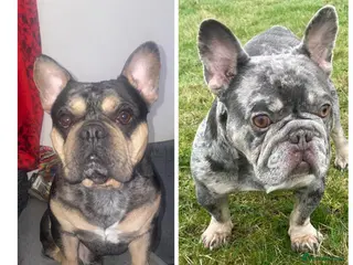 French Bulldog dogs Father&son duo for stud - Advert 1