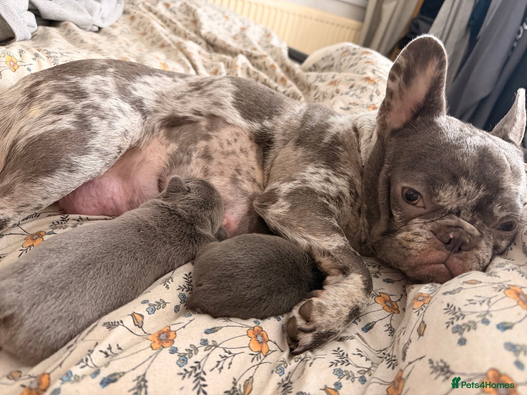 French Bulldog dogs for sale: Dwkc registered french bull dog puppies - Advert 4