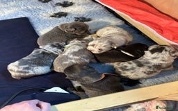 French Bulldog dogs for stud: New shade fluffy merle  in Sheffield - Image 40