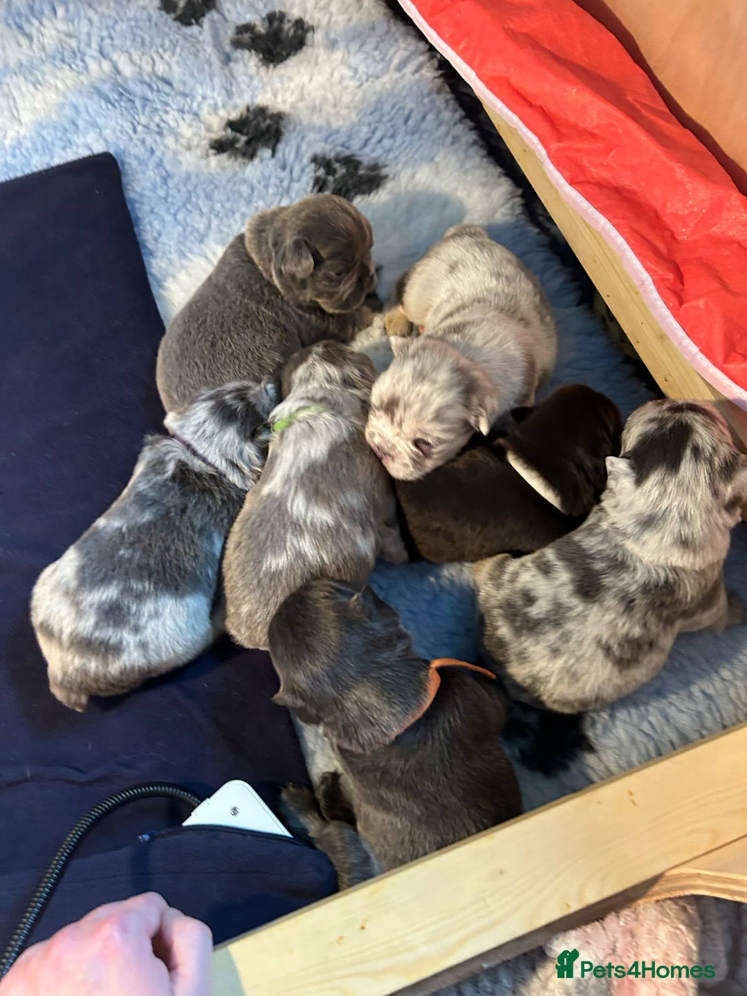 French Bulldog dogs for stud: New shade fluffy merle  in Sheffield - Image 40