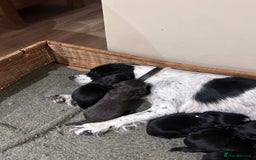 Sprocker dogs for sale: Sprocker spaniels F1 Ready 2nd October - Image 7