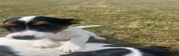 Jack Russell dogs for sale: Gorgeous Jack Russell Puppies  - Advert 27