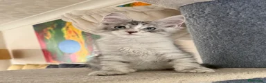 Maine Coon Kitten 4