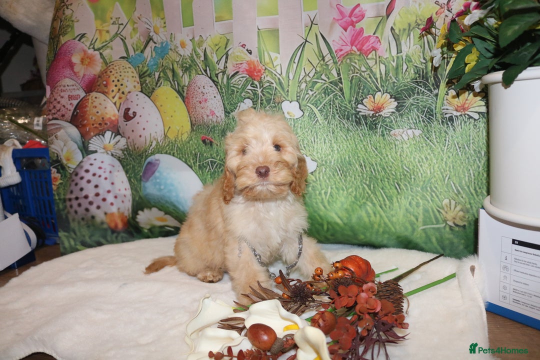 Cockapoo dogs for sale: Fully vaccinated and Extensively health tested.  in Wisbech - Image 11